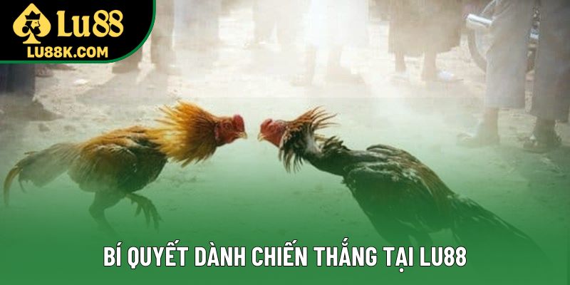 Bí quyết dành chiến thắng tại Lu88 Bí quyết dành chiến thắng tại Lu88