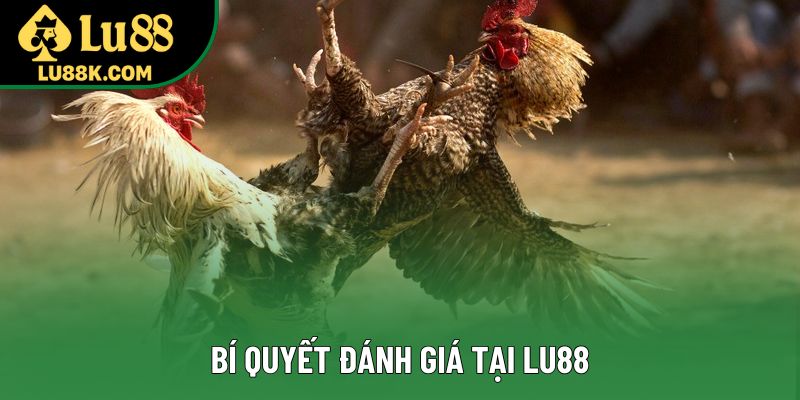 Bí quyết đánh giá tại Lu88 Bí quyết đánh giá tại Lu88