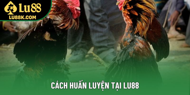 Cách huấn luyện tại Lu88 Cách huấn luyện tại Lu88