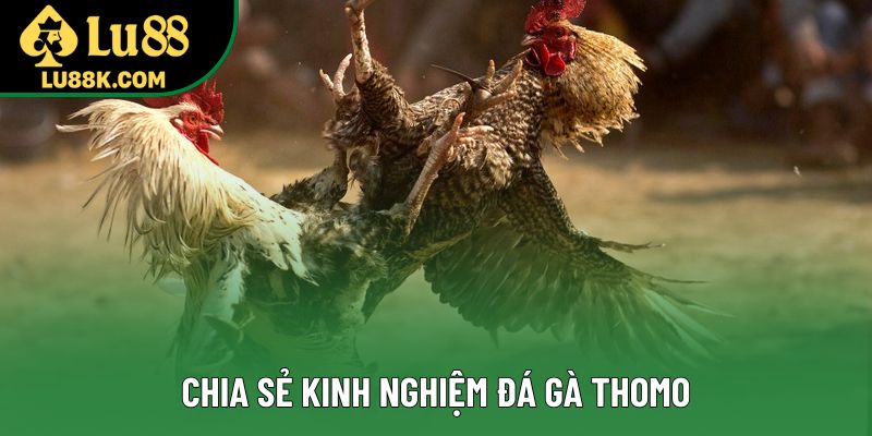 Chia sẻ kinh nghiệm đá gà Thomo Chia sẻ kinh nghiệm đá gà Thomo