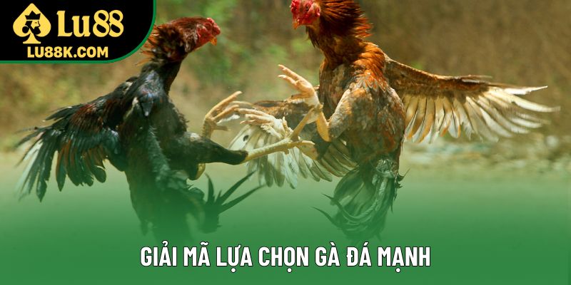 Giải mã lựa chọn gà đá mạnh Giải mã lựa chọn gà đá mạnh