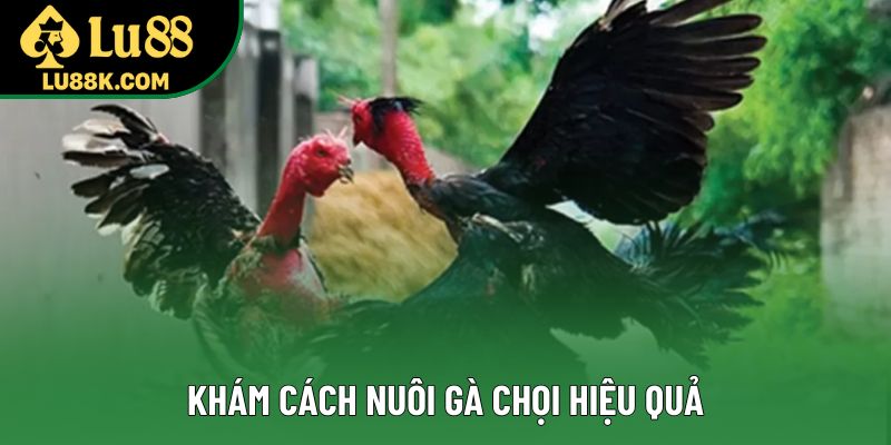 Khám cách nuôi gà chọi hiệu quả Khám cách nuôi gà chọi hiệu quả
