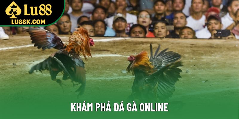 Khám phá đá gà online Khám phá đá gà online