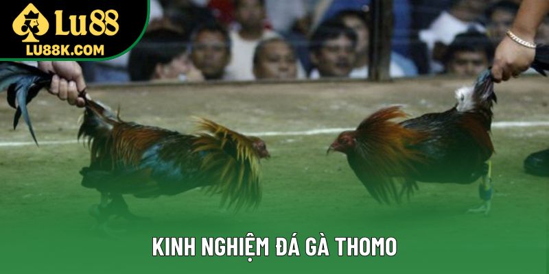 Kinh Nghiệm Đá Gà Thomo: Bí Quyết Thắng Lớn Cho Bạn