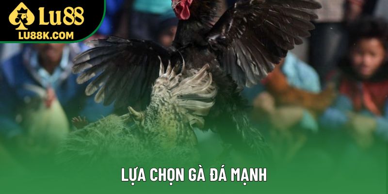 Lựa Chọn Gà Đá Mạnh: Bí Quyết Thành Công Ở Đấu Trường
