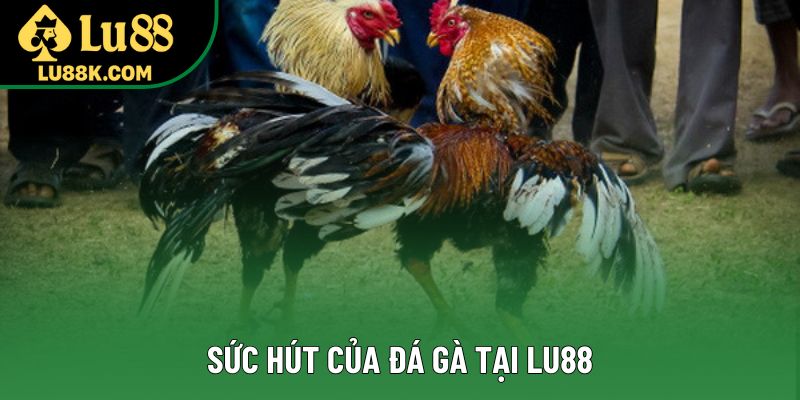 Sức hút của đá gà tại Lu88 Sức hút của đá gà tại Lu88